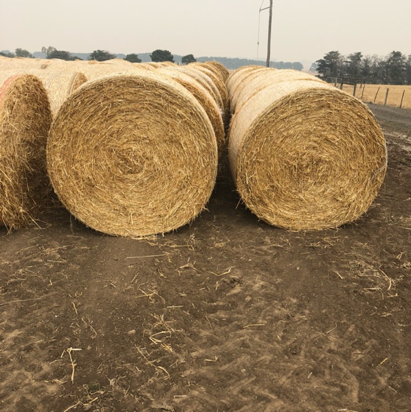 Barley Straw Hay & Fodder Straw For Sale