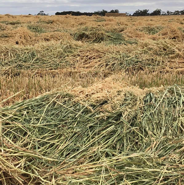 Oaten Hay 500 ton Hay & Fodder Cereal Hay For Sale