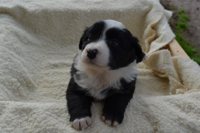 Border Collies Long Haired Pups Purebreds Livestock Dogs For