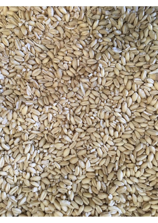 Feed Wheat Grain & Seed Wheat For Sale