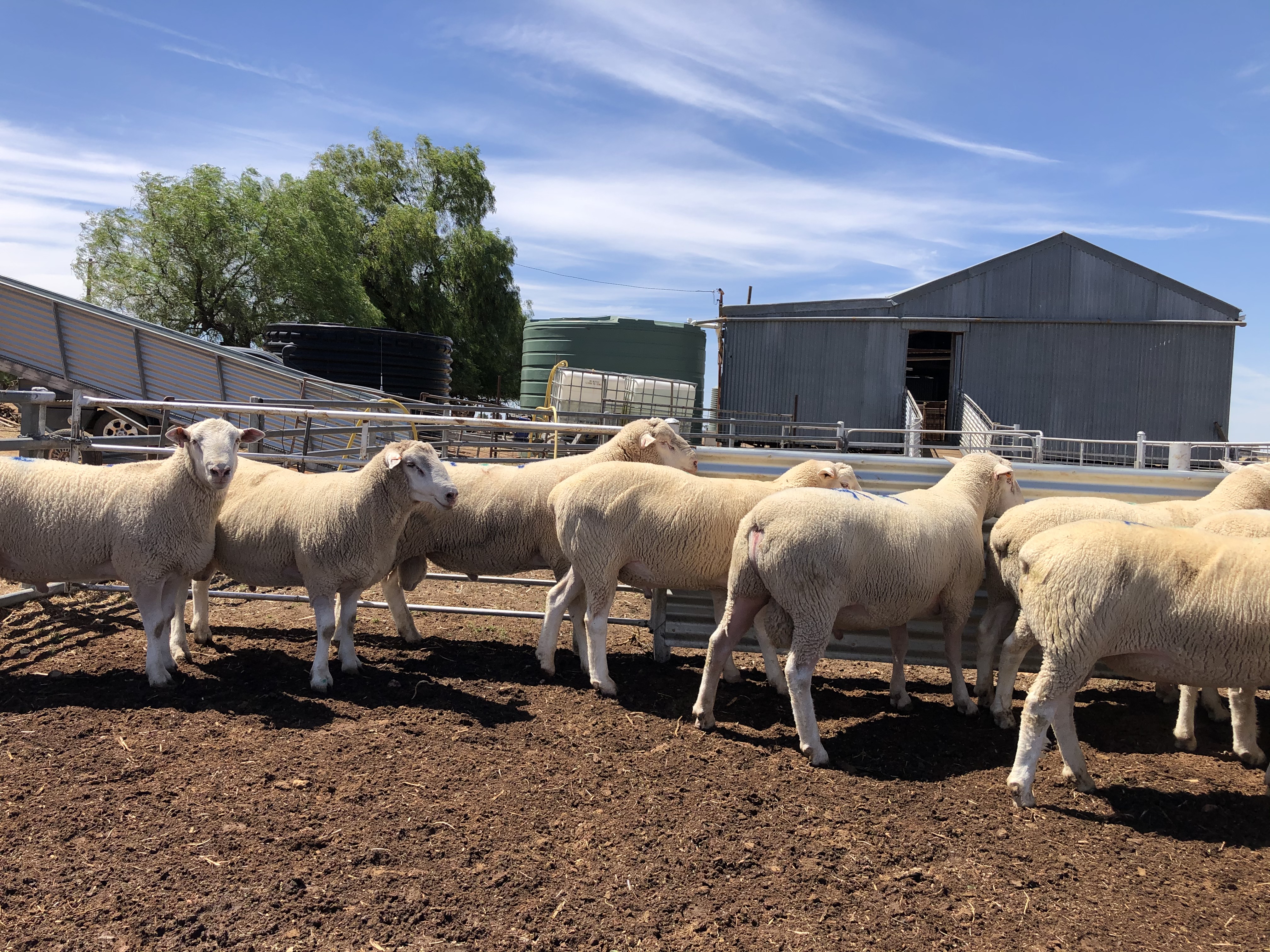 Poll Dorset Rams Livestock Sheep Rams For Sale