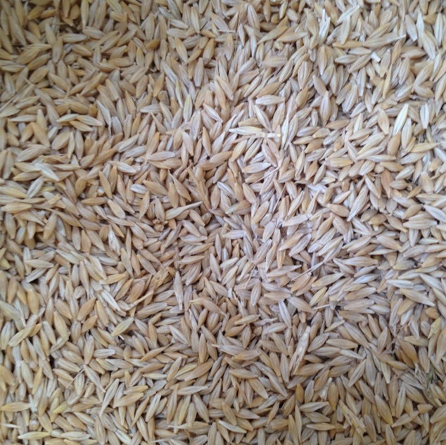 400 m/t Feed 1 Barley Grain & Seed Barley For Sale