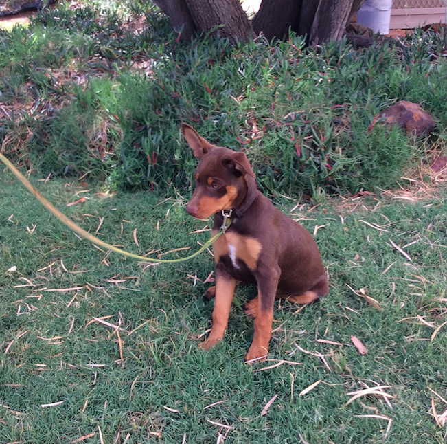 Kelpie Pup Livestock Dogs For Sale