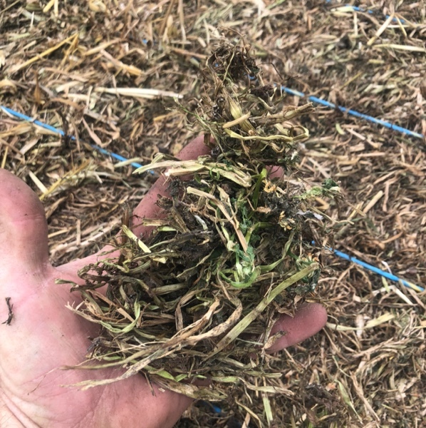 Clover hay Hay & Fodder Cereal & Clover Hay For Sale
