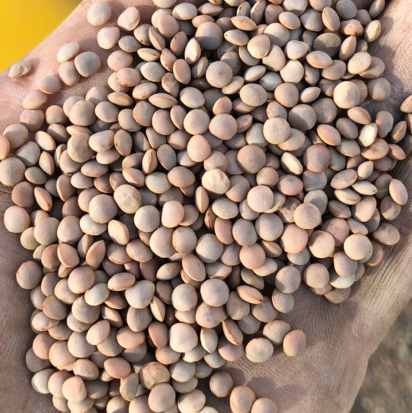 Lentils 1 Hurricane Grain & Seed Lentils For Sale
