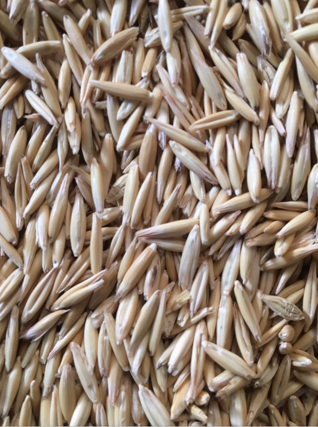 145 m/t Feed Oats. Grain & Seed Oats For Sale