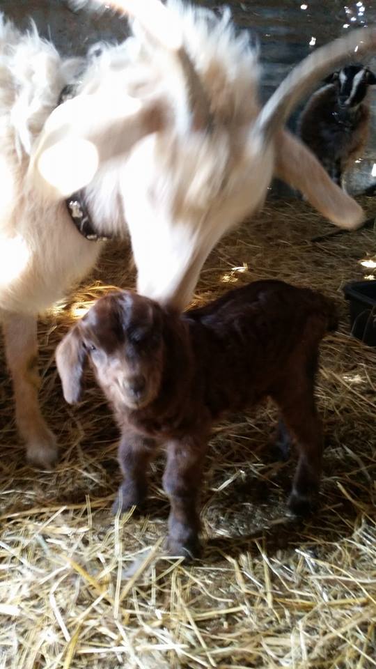 Miniature Goats for sale Weaners/Does/Bucks/Bottle Babies