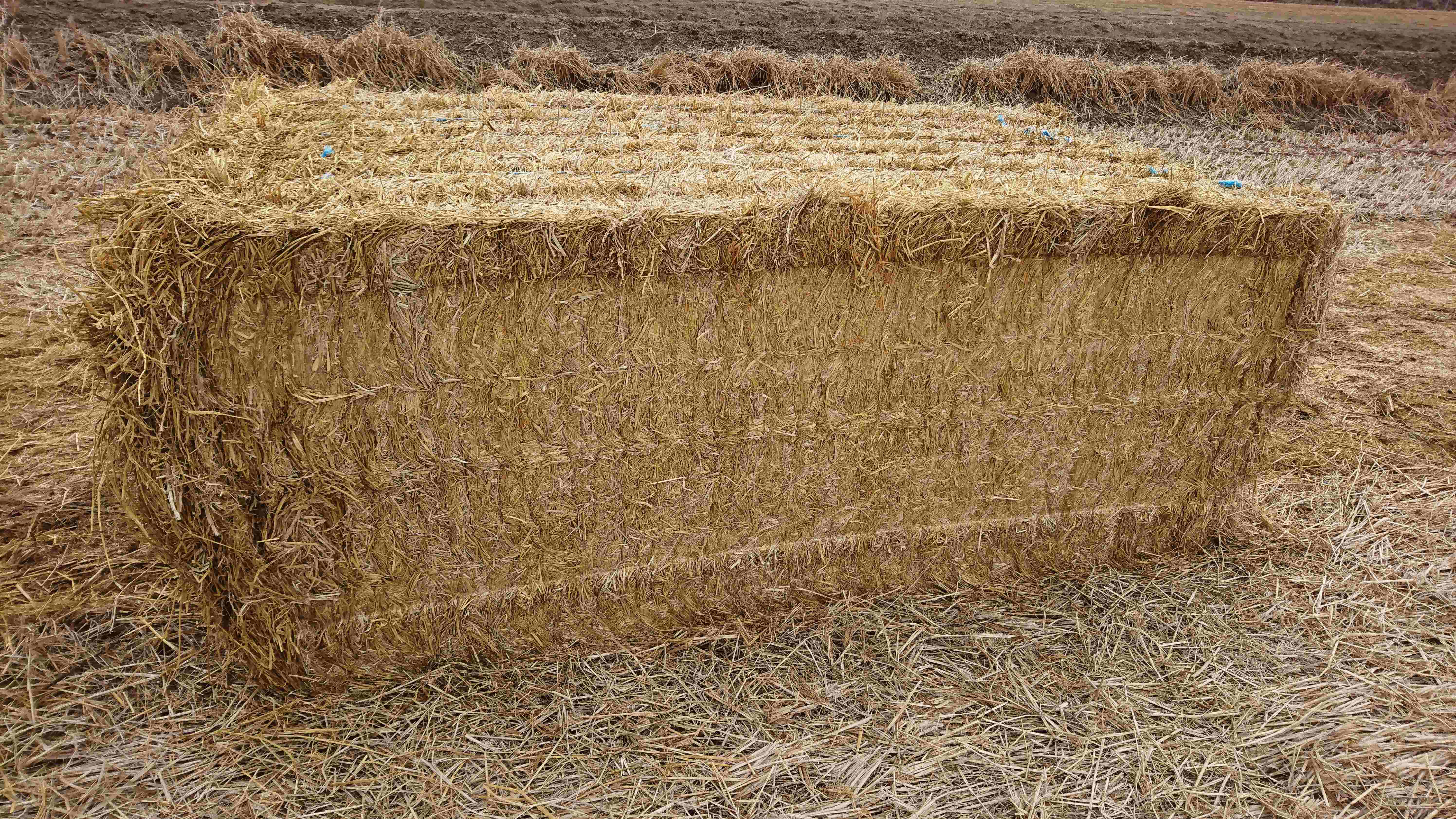 Rice Straw 1,000 x 430 KG Approx Bales & With HySi Innoculant