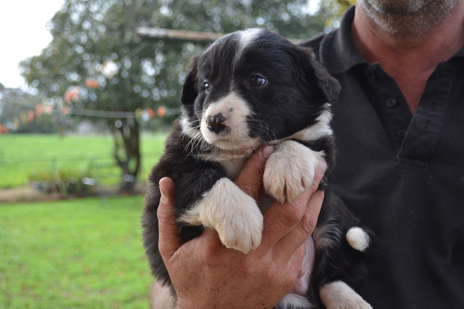 Border Collies Long Haired Pups Purebreds Livestock Dogs For