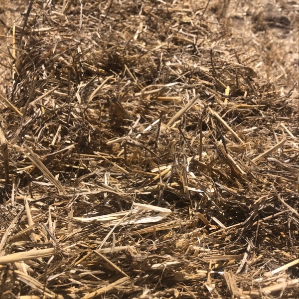 Wheat straw | Hay & Fodder - Straw For Sale
