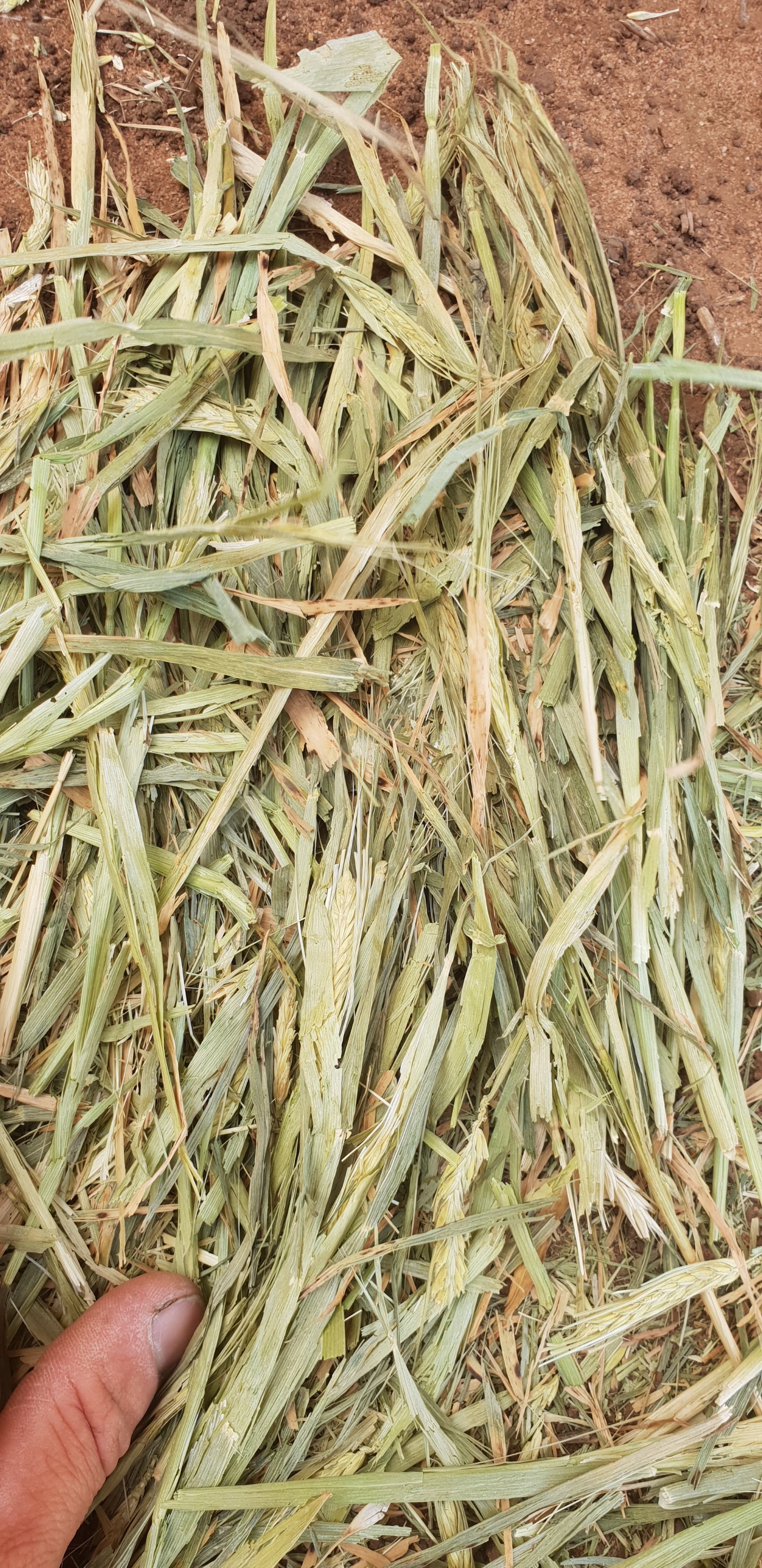 60tn tn barley hay. 84bales. Feed test Hay & Fodder Barley