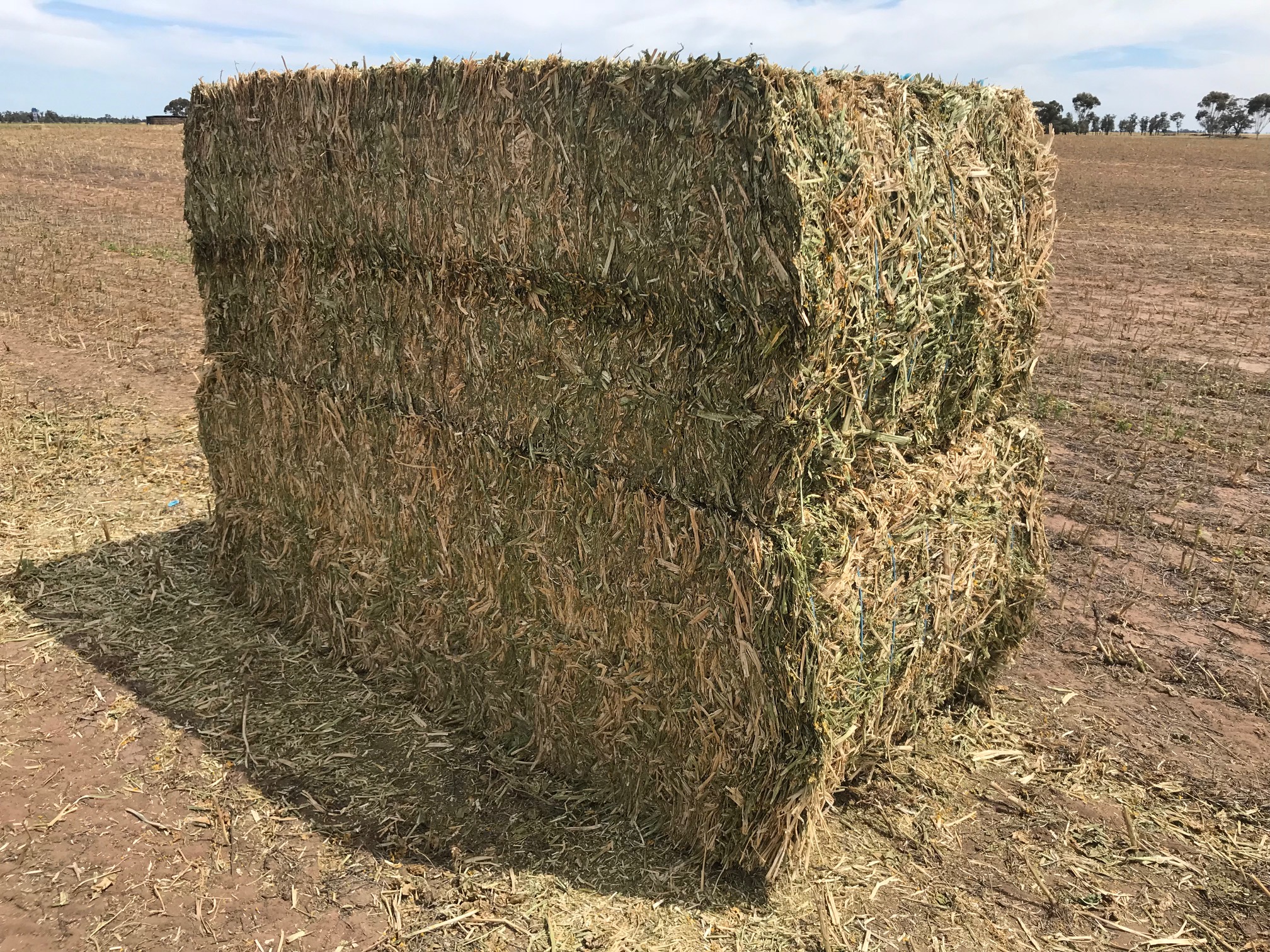 Canola Hay Hay & Fodder Canola Hay For Sale