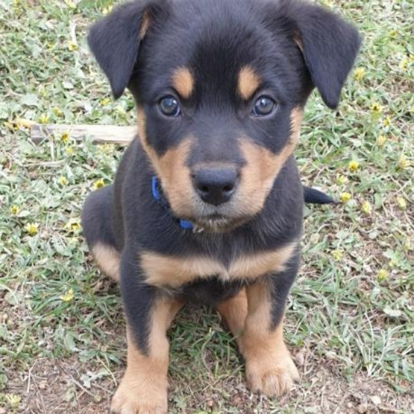 Kelpie pups Livestock Dogs For Sale