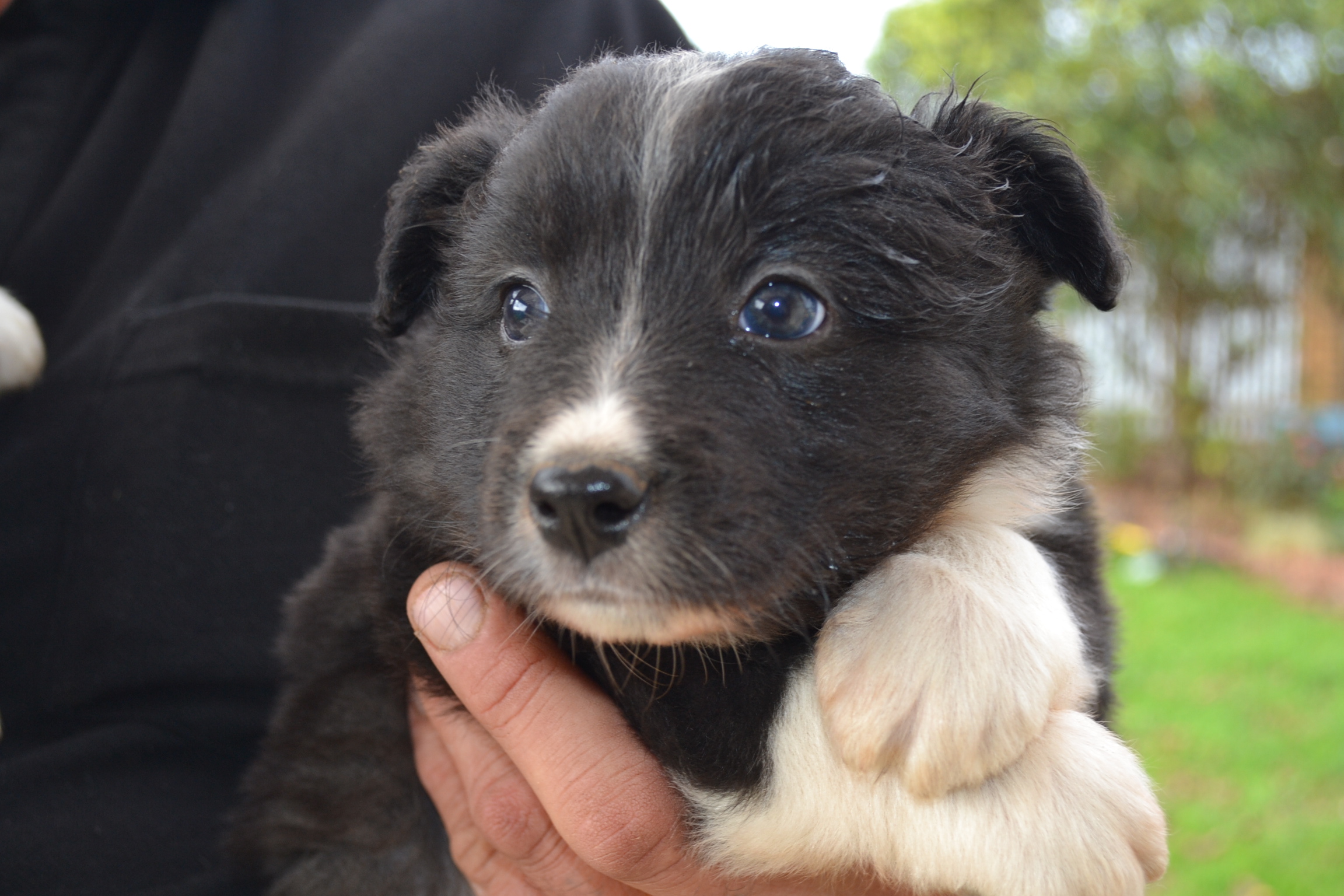 Border Collies Long Haired Pups Purebreds Livestock Dogs For