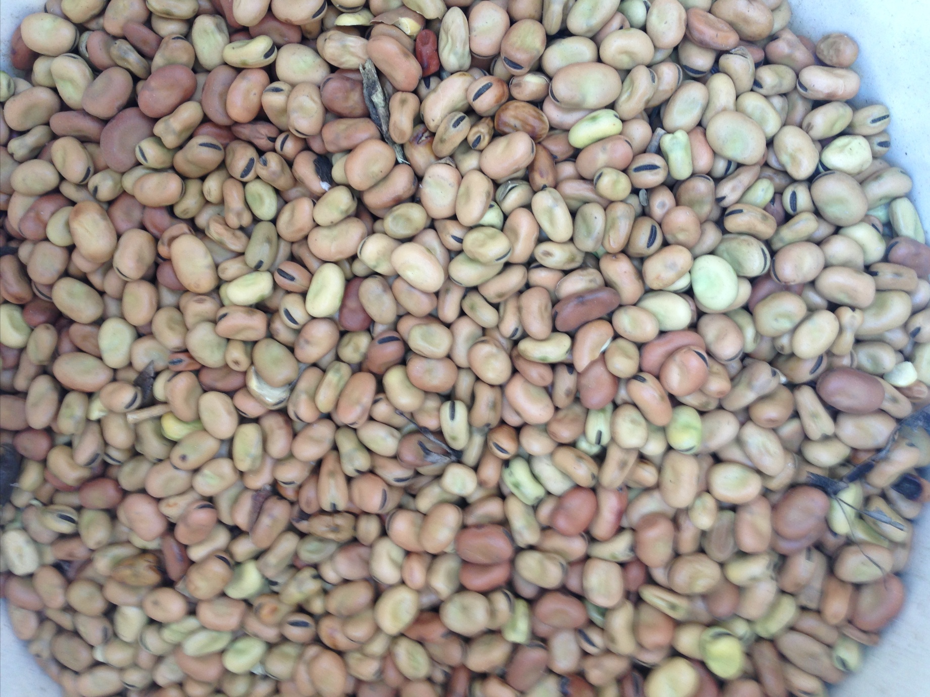 Feed Beans ( Faba ) x 2025 m/t Grain & Seed Beans For Sale