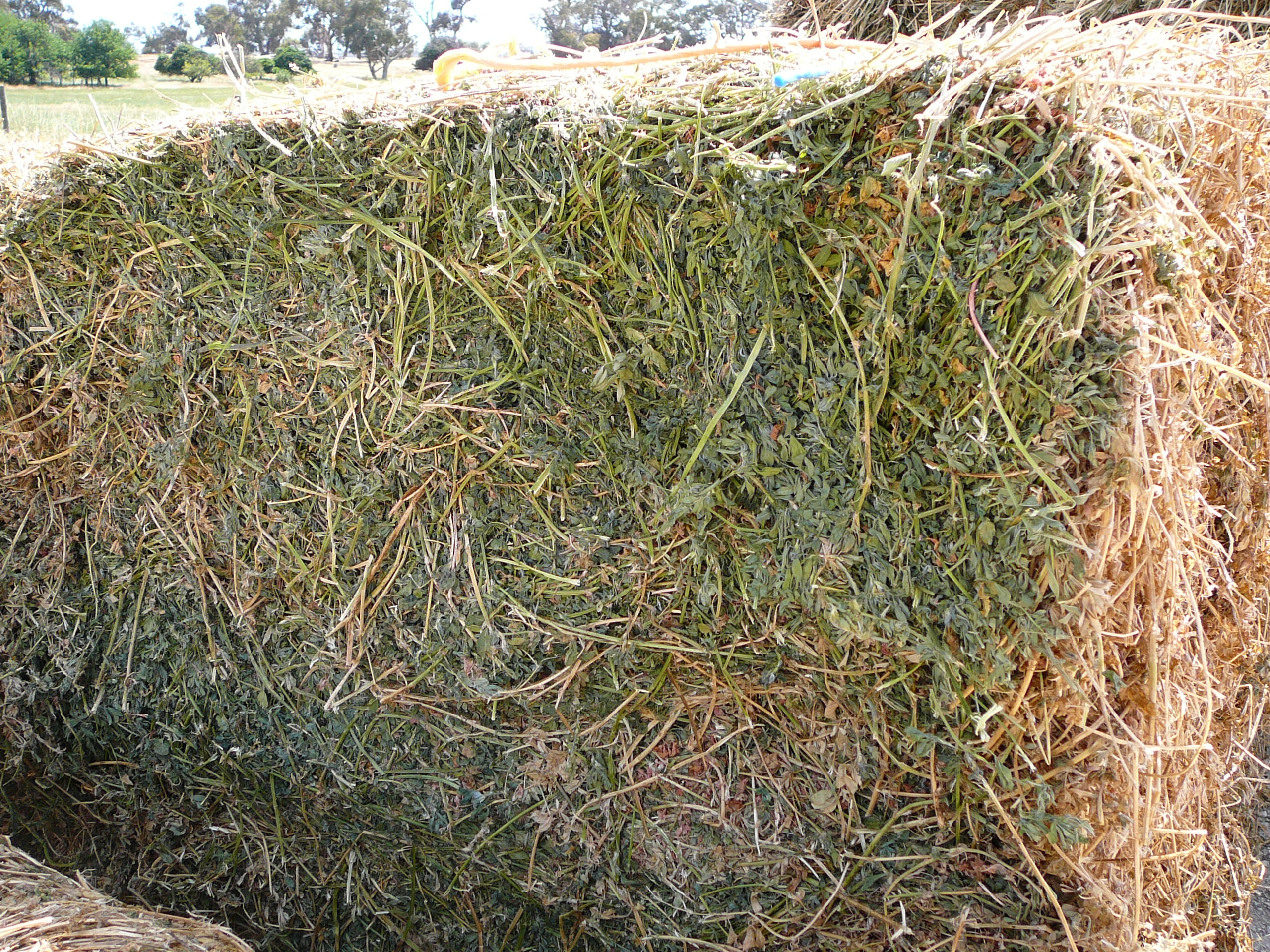 1st cut lucerne Hay For Sale x 88 bales, 8x4x3 Hay & Fodder