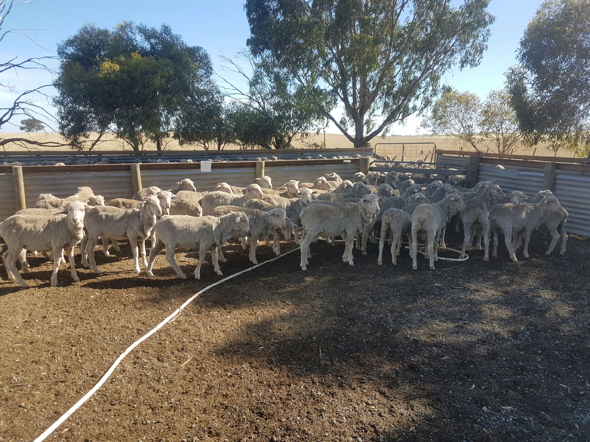 270 MERINO WETHER LAMBS 38KG Livestock Sheep Wethers For
