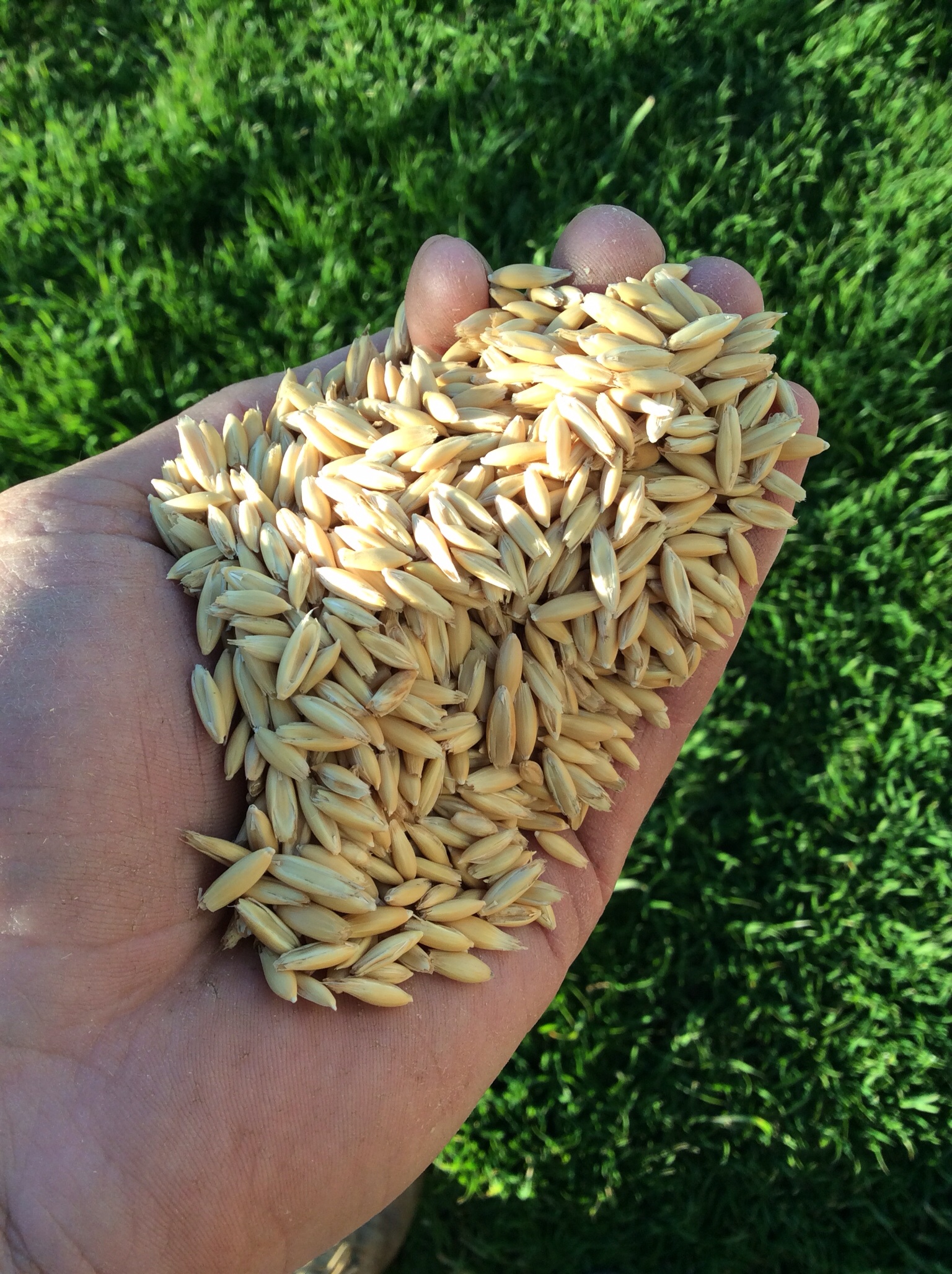 Oats Grain & Seed Oats For Sale