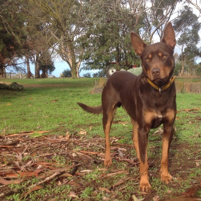 Working Kelpie Livestock Dogs For Sale