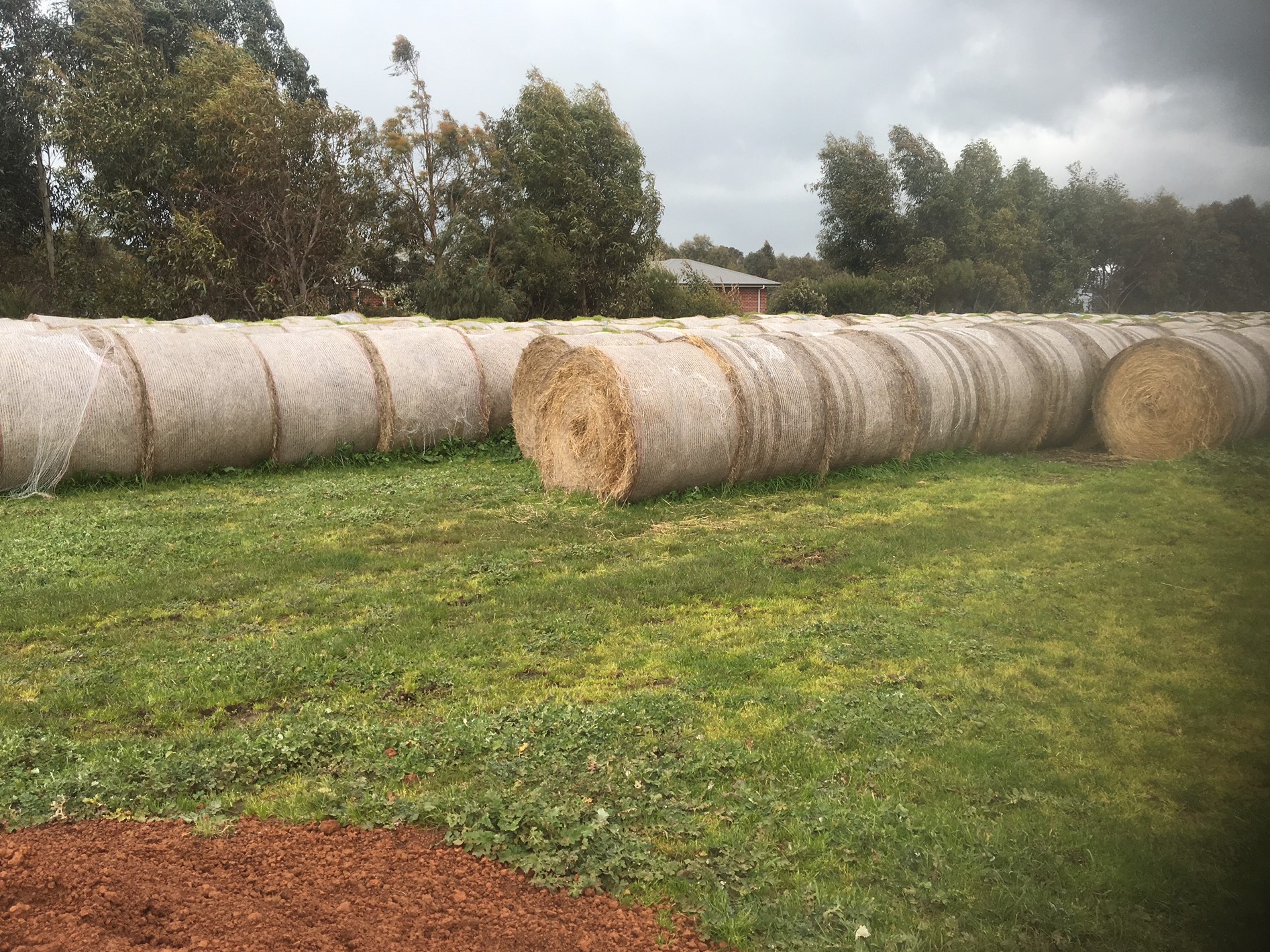 Pasture Hay Round Bales Hay & Fodder Pasture Hay For Sale