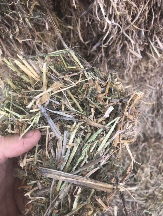 Vetch Hay Hay & Fodder Vetch Hay For Sale
