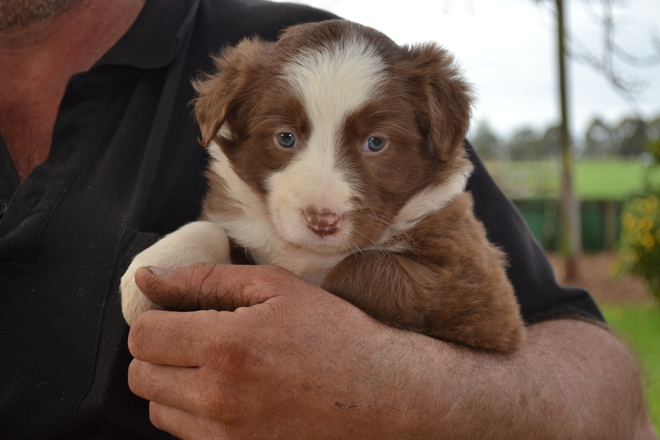 Border Collies Long Haired Pups Purebreds Livestock Dogs For