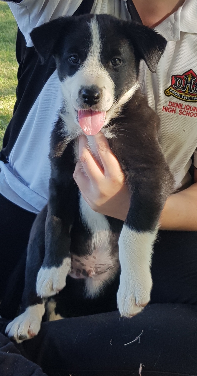 Purebred Border Collie Puppies Livestock Dogs For Sale