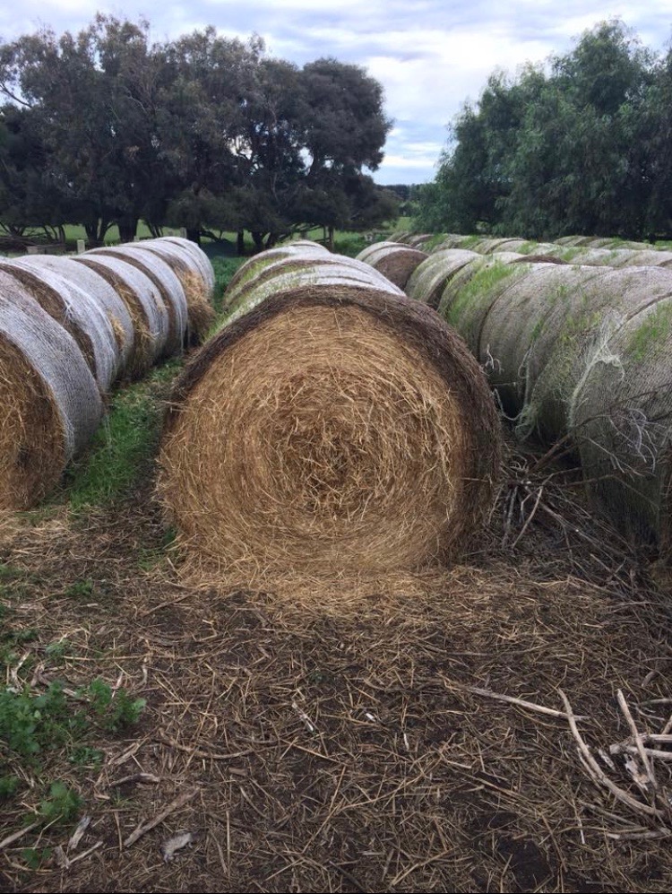 Ryegrass Rolls Hay & Fodder Rye Grass Hay For Sale