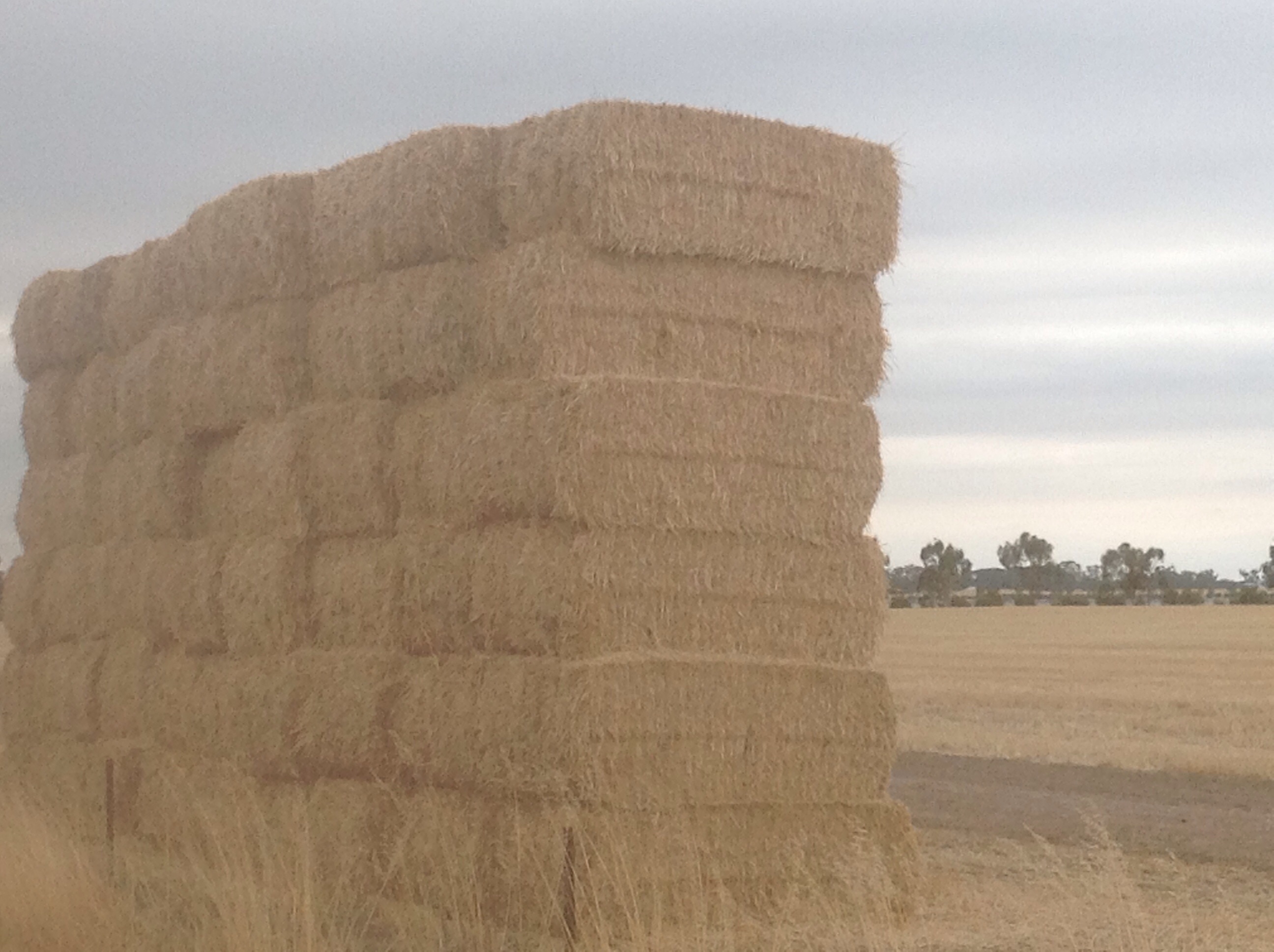 Wheat staw Hay & Fodder Straw For Sale