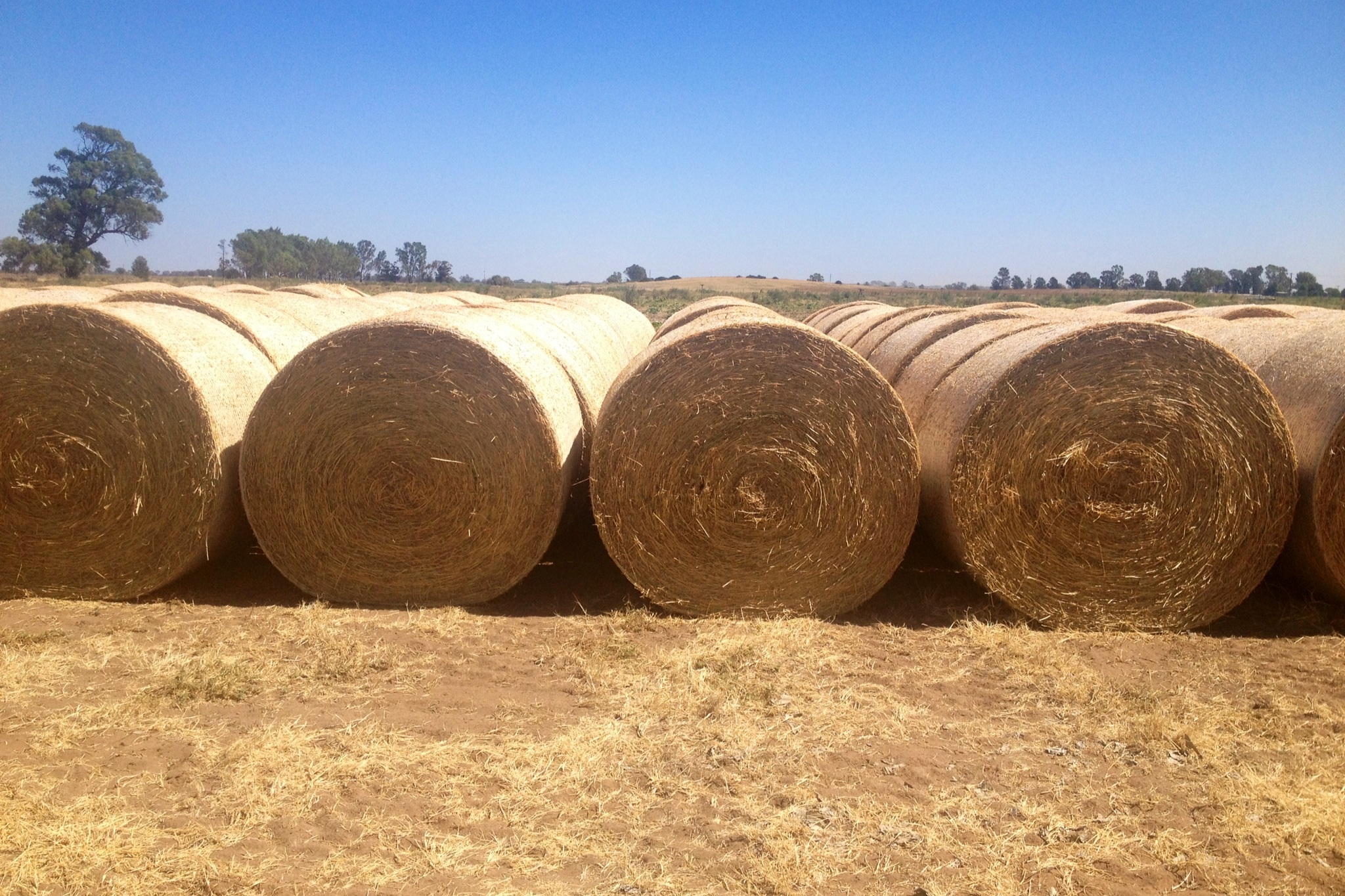 Lucerne Hay Hay & Fodder Lucerne Hay For Sale