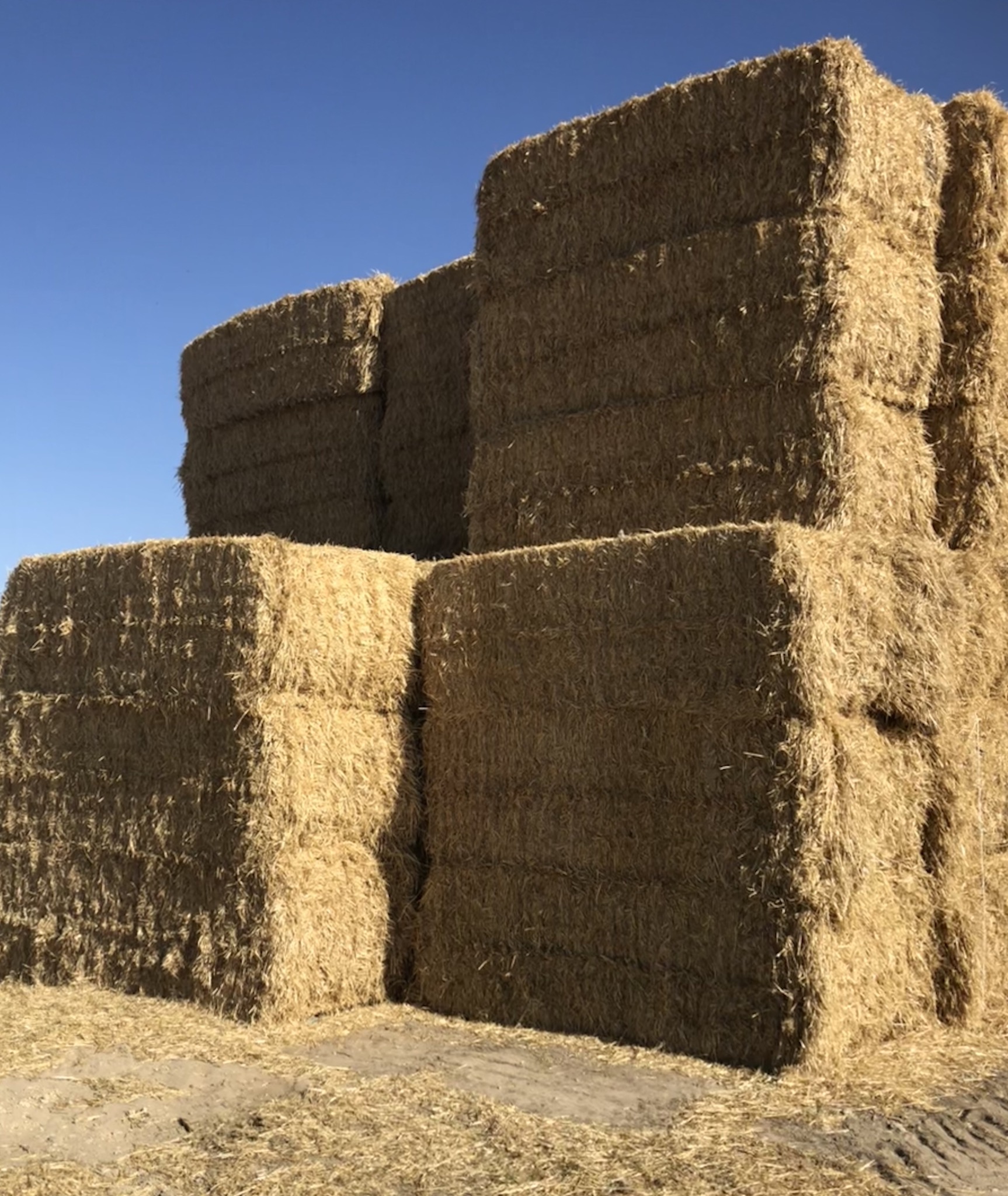 Barley straw for sale Hay & Fodder Straw For Sale