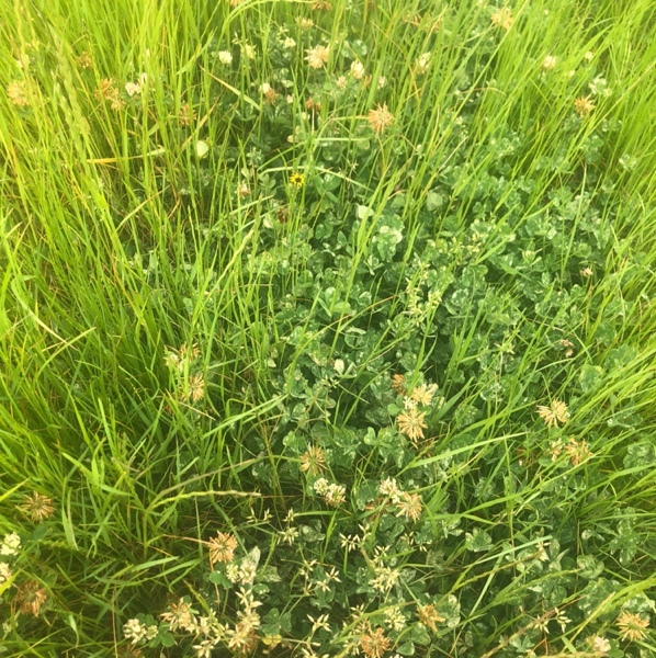 Rye and Clover Hay Hay & Fodder Rye Grass Hay For Sale