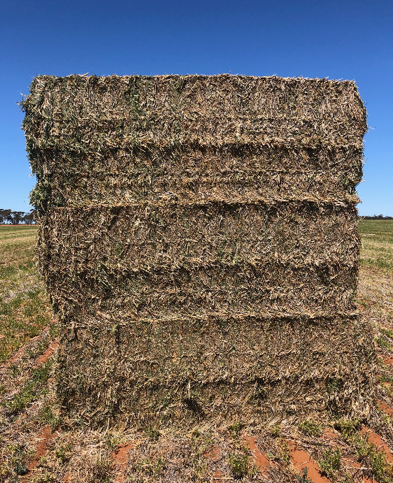 Lentil Hay 17.4 Protein Hay & Fodder Legume Hay For