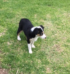 4 month old collie puppy