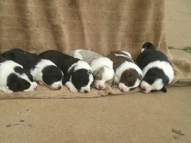 border collie puppies free to good home