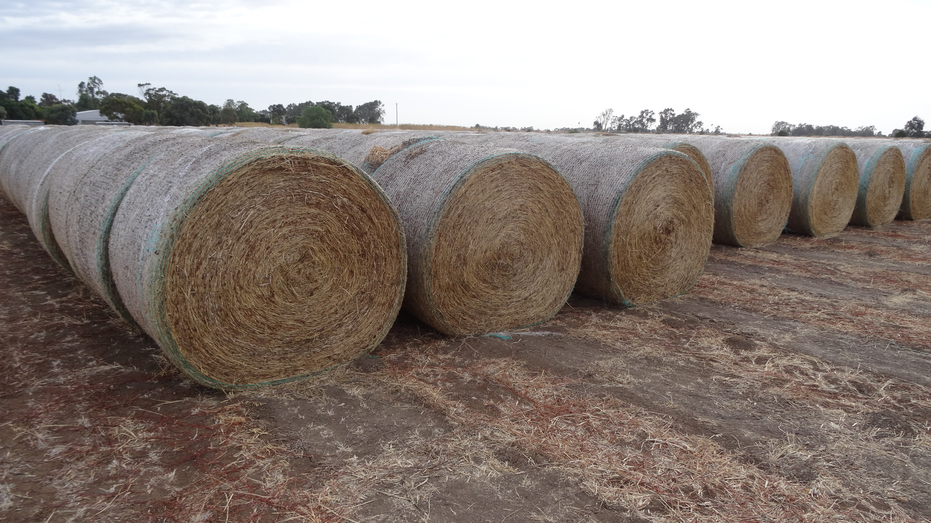 Clover / Rye Hay 5 x 4 rolls Hay & Fodder Clover Hay For