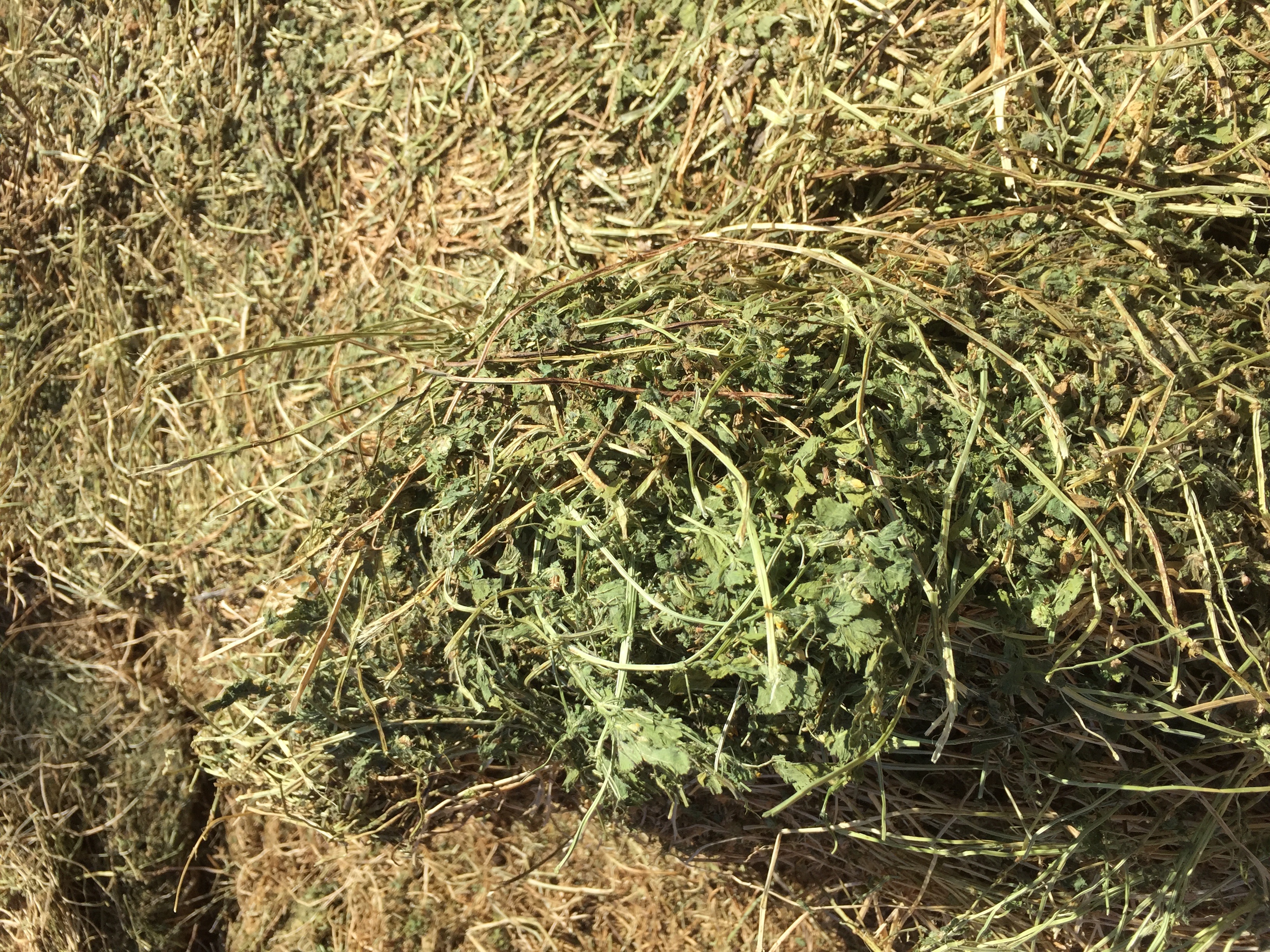 Clover Hay for Sale 8x4x3 large square bales Hay & Fodder