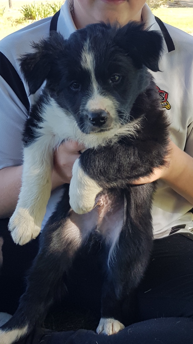 Purebred Border Collie Puppies Livestock Dogs For Sale