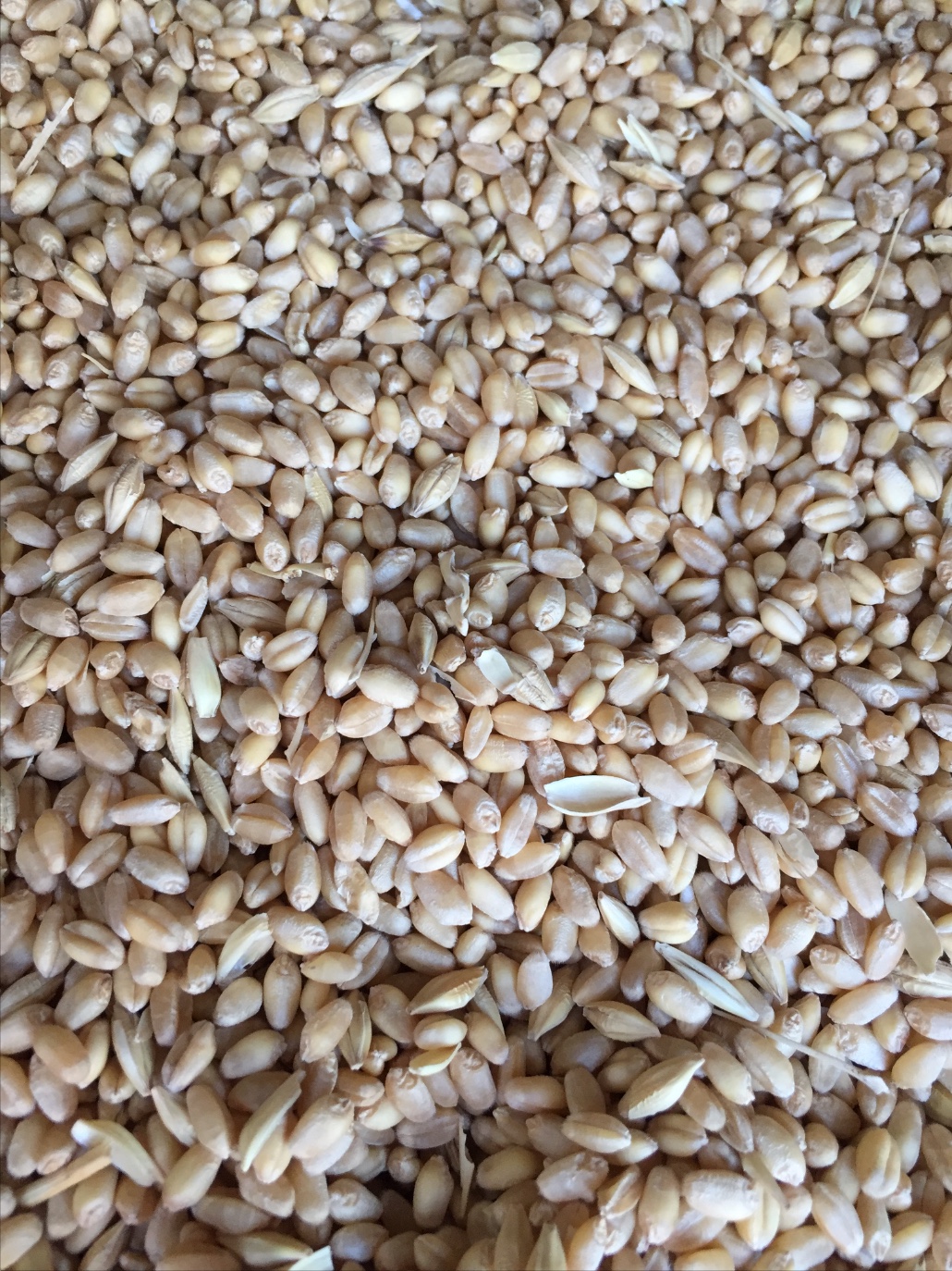 ASW Wheat x 220 m/t Grain & Seed Wheat For Sale
