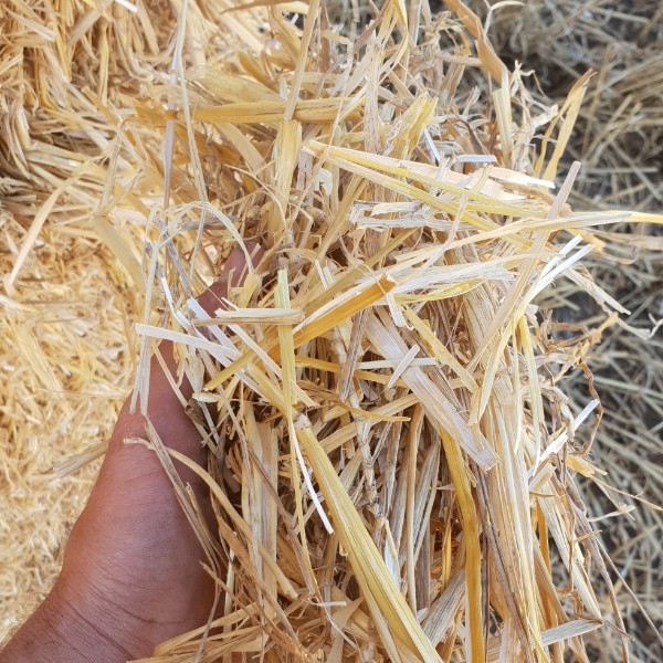 Wheat straw Hay & Fodder Straw For Sale