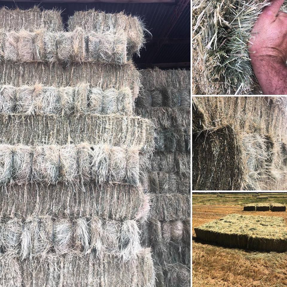 Teff Hay Hay & Fodder Pasture Hay For Sale