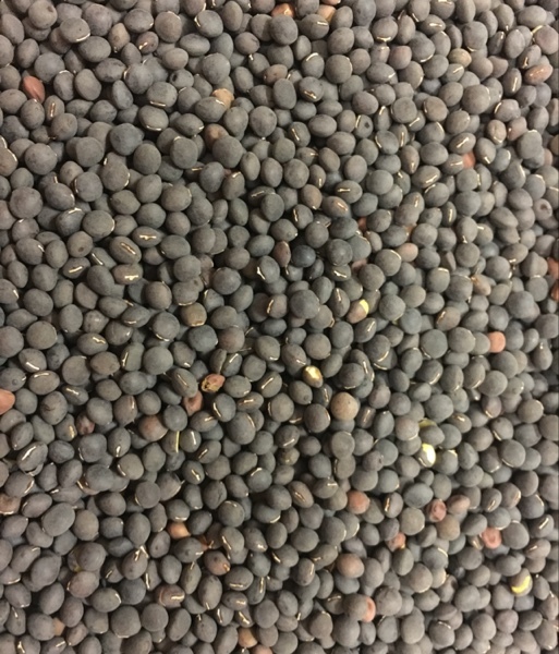 Popany Vetch Seed for sale Bulk | Grain & Seed - Vetch For Sale
