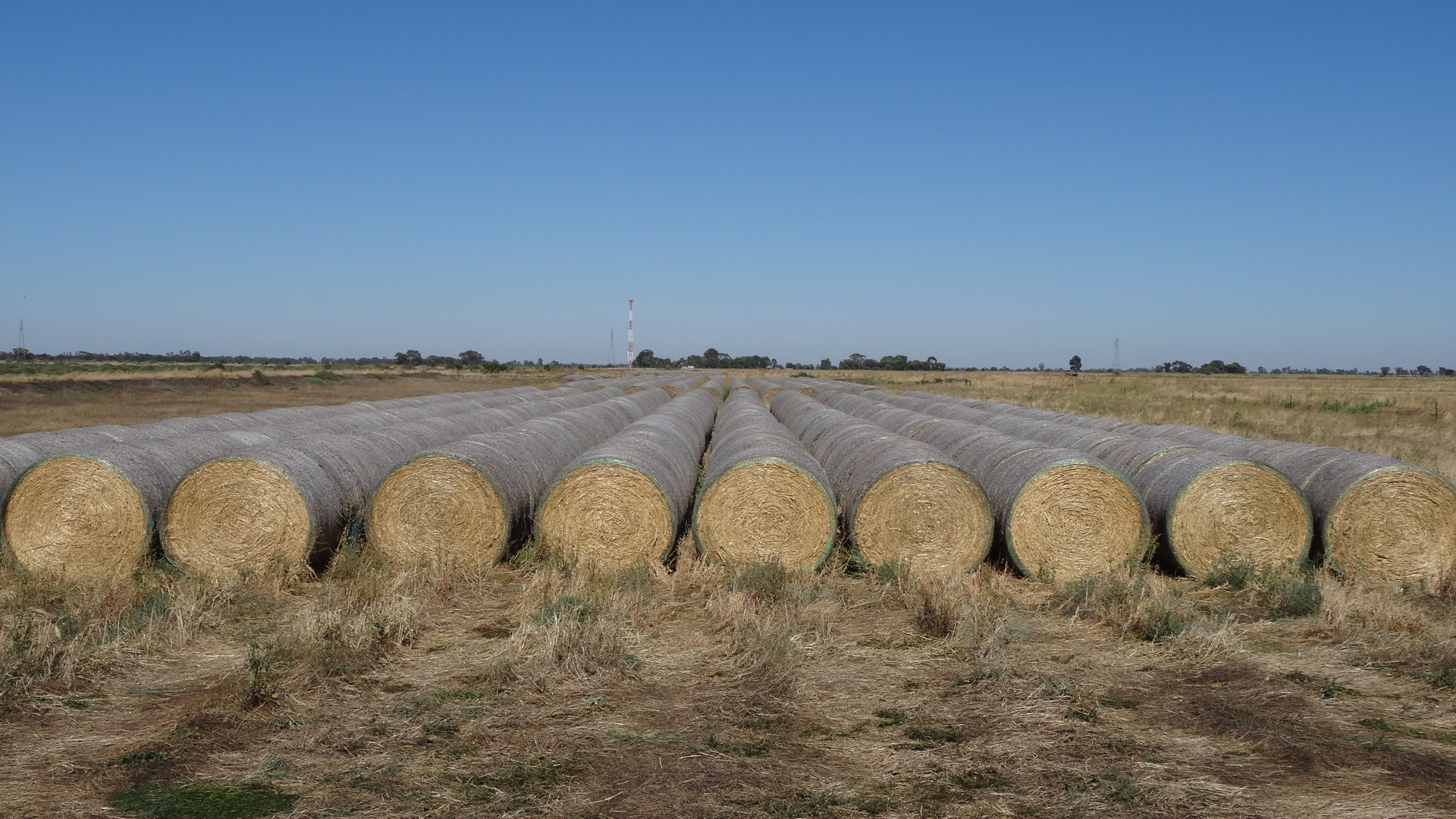Oaten Hay 5 x 4 rolls Hay & Fodder Oaten Hay For Sale