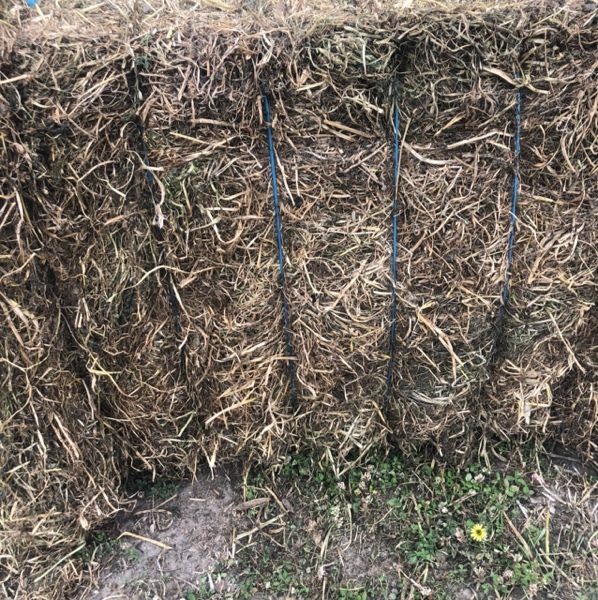 Clover hay Hay & Fodder Cereal & Clover Hay For Sale