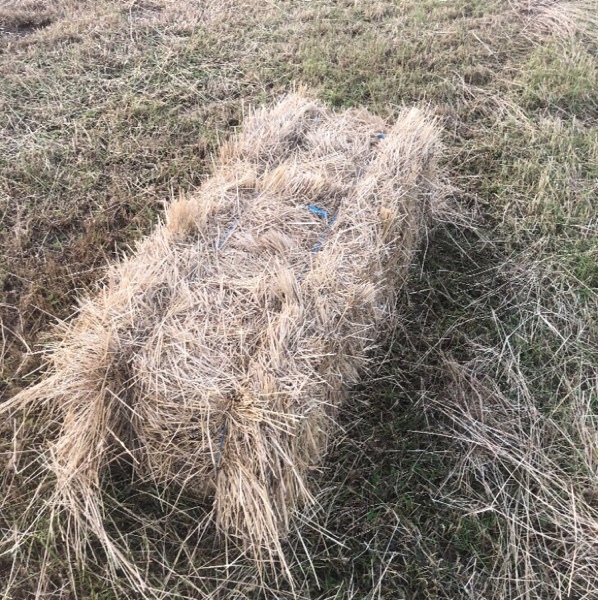 Rye and Clover Hay Hay & Fodder Rye Grass Hay For Sale