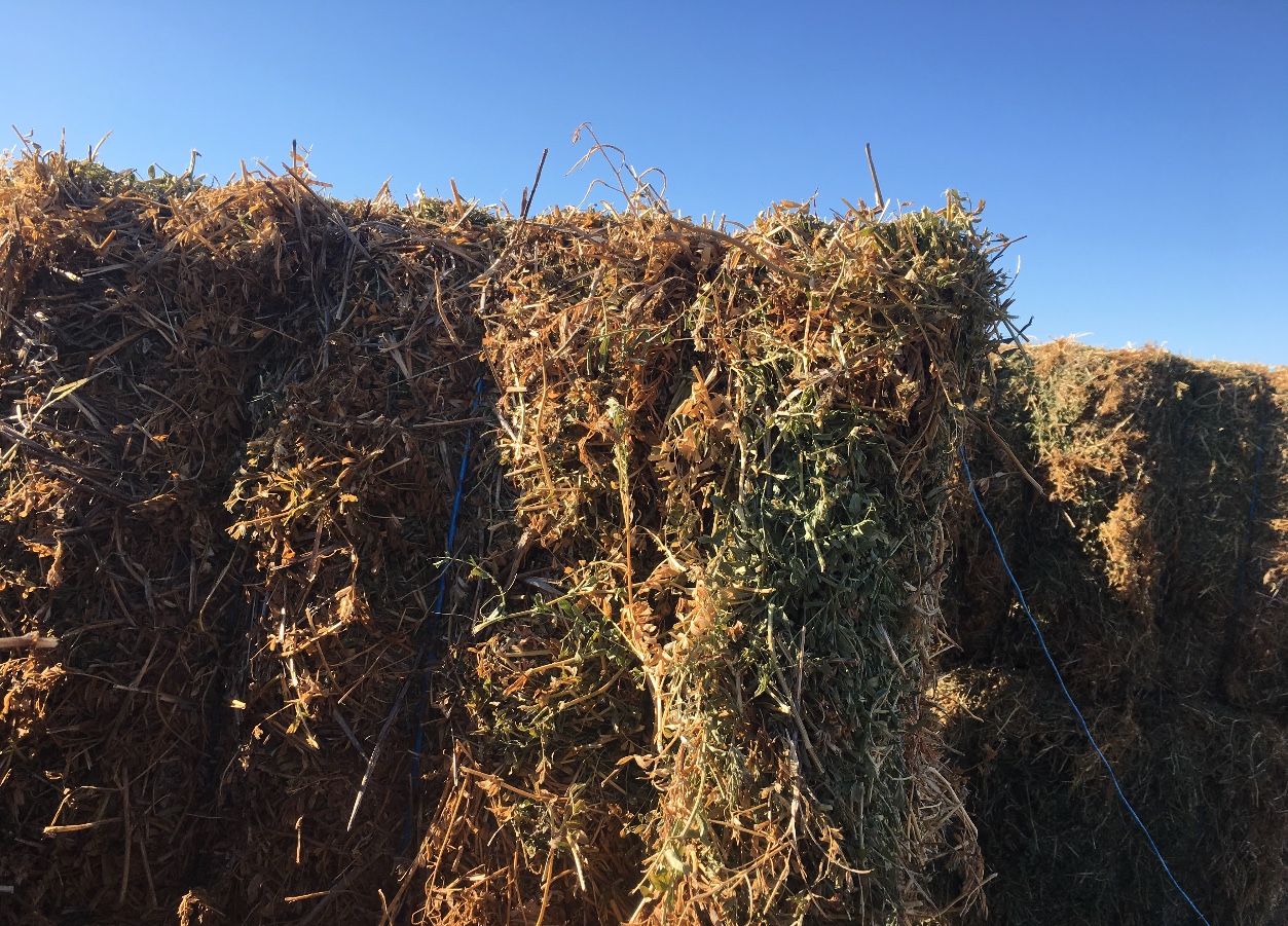 80mt Vetch Hay 600kg 8x4x3 Bales (2 B Double Loads) Hay
