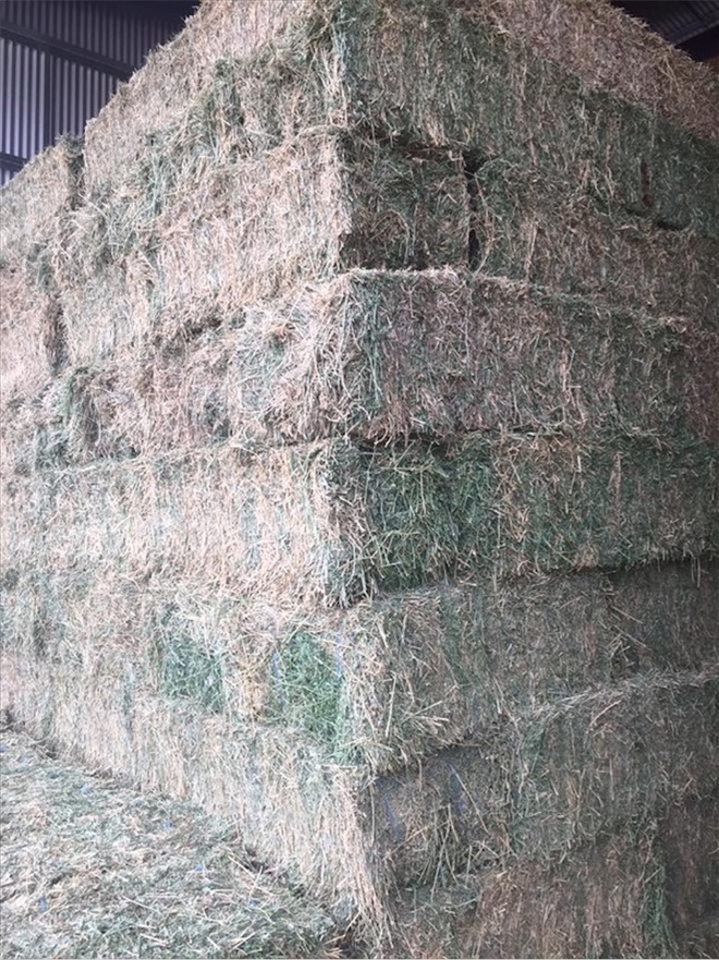 Small Square Bales first cut Lucerne Hay for sale Grab Load Hay