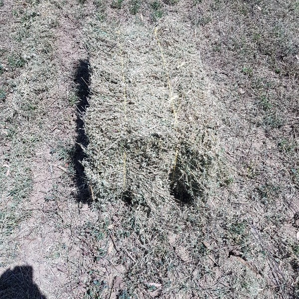 Lucerne hay Hay & Fodder Lucerne Hay For Sale