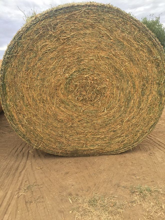 Lucerne Hay Hay & Fodder Lucerne Hay For Sale