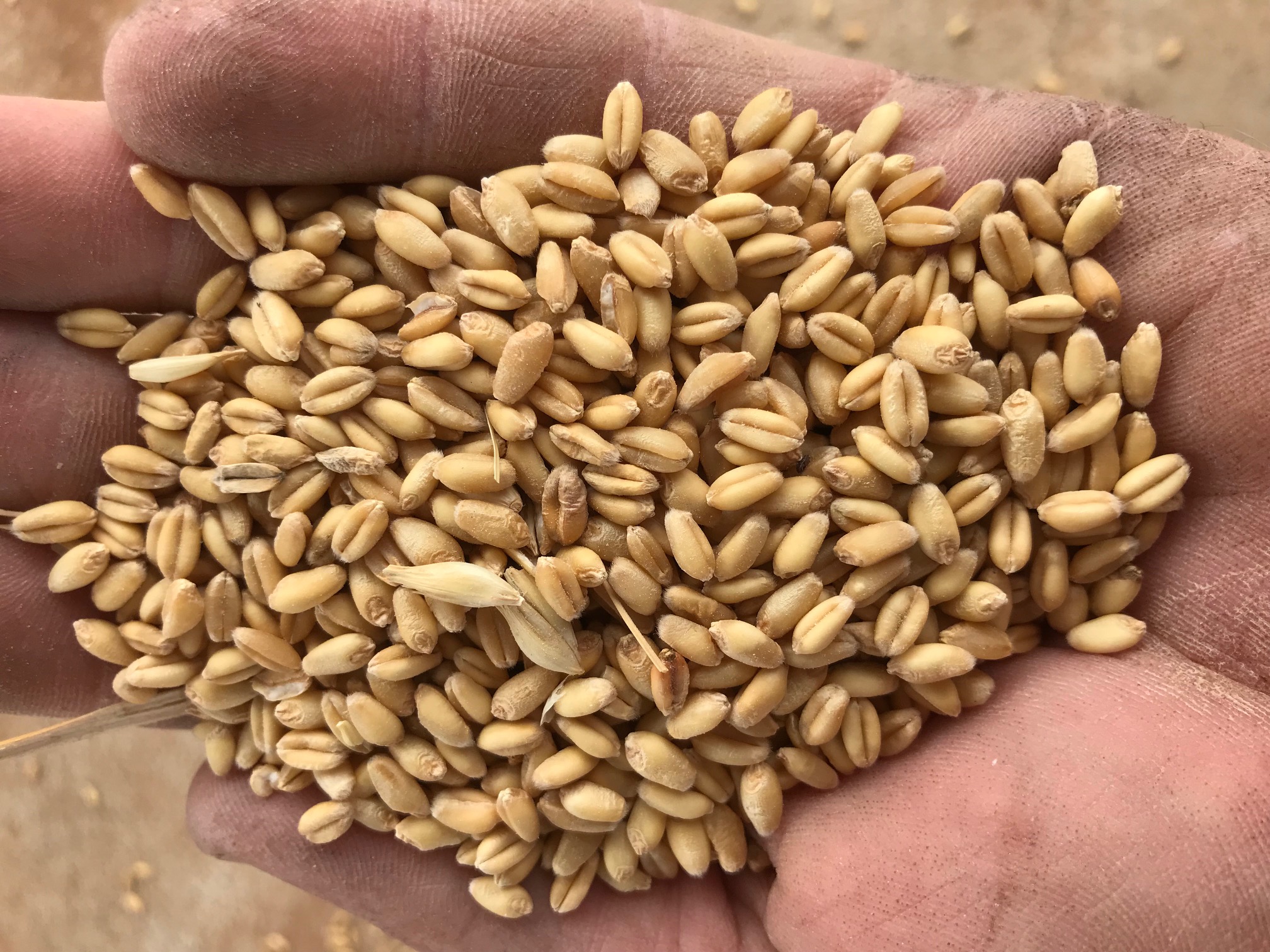 Feed Wheat Grain & Seed Wheat For Sale